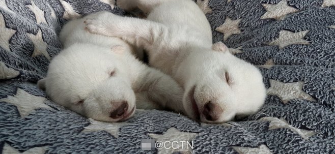 青区棕熊袭击记录揭秘
