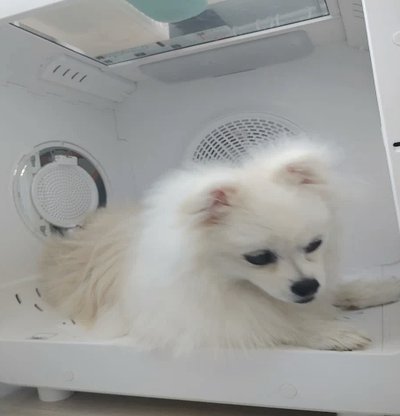 日本球迷：赢巴西后更近世界杯冠军