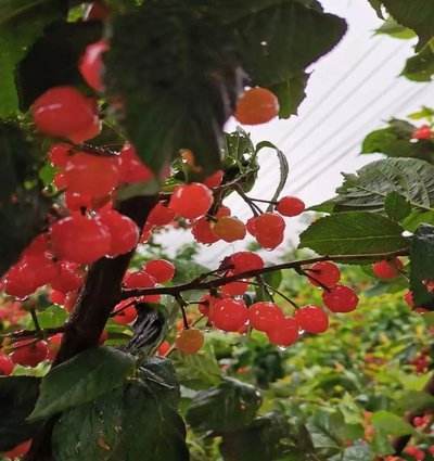 伯恩茅斯坚守斯科特，不卖8000万镑